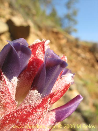 Bild von Puya coerulea (). Klicken Sie, um den Ausschnitt zu vergrössern.