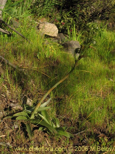 Imágen de Bipinnula plumosa (Flor del bigote). Haga un clic para aumentar parte de imágen.