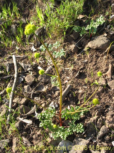 Image of Sanicula graveolens (Perejil del monte / Asta de cabra). Click to enlarge parts of image.