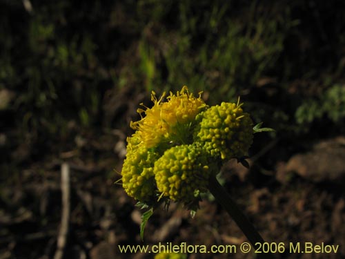 Image of Sanicula graveolens (Perejil del monte / Asta de cabra). Click to enlarge parts of image.