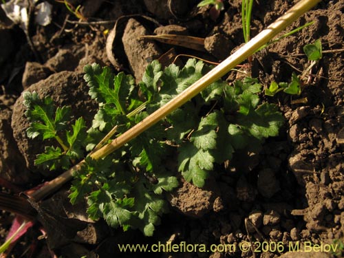 Image of Sanicula graveolens (Perejil del monte / Asta de cabra). Click to enlarge parts of image.