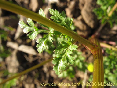 Image of Sanicula graveolens (Perejil del monte / Asta de cabra). Click to enlarge parts of image.