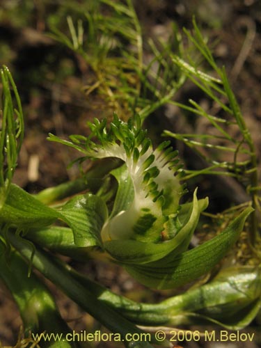 Image of Bipinnula plumosa (Flor del bigote). Click to enlarge parts of image.