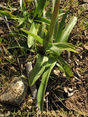 Image of Bipinnula plumosa (Flor del bigote). Click to enlarge parts of image.