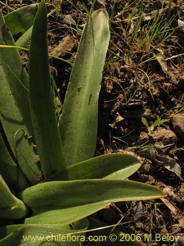 Image of Bipinnula plumosa (Flor del bigote). Click to enlarge parts of image.