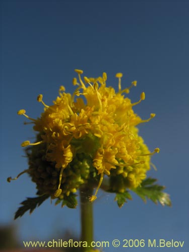 Image of Sanicula graveolens (Perejil del monte / Asta de cabra). Click to enlarge parts of image.