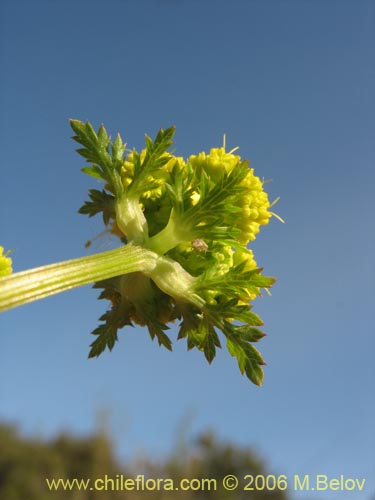 Imágen de Sanicula graveolens (Perejil del monte / Asta de cabra). Haga un clic para aumentar parte de imágen.