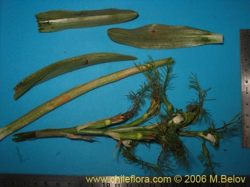 Imágen de Bipinnula plumosa (Flor del bigote). Haga un clic para aumentar parte de imágen.