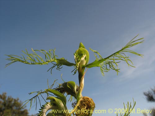 Image of Bipinnula plumosa (Flor del bigote). Click to enlarge parts of image.