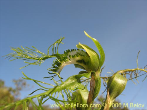 Bipinnula plumosaの写真