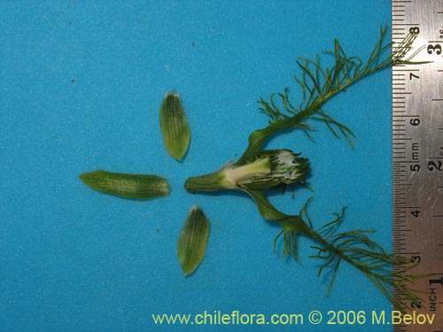 Image of Bipinnula plumosa (Flor del bigote). Click to enlarge parts of image.