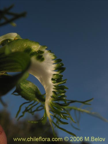 Image of Bipinnula plumosa (Flor del bigote). Click to enlarge parts of image.