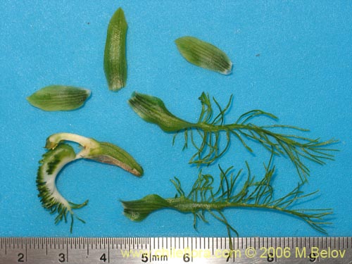 Image of Bipinnula plumosa (Flor del bigote). Click to enlarge parts of image.