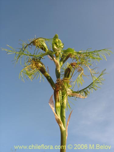 Bild von Bipinnula plumosa (Flor del bigote). Klicken Sie, um den Ausschnitt zu vergrössern.