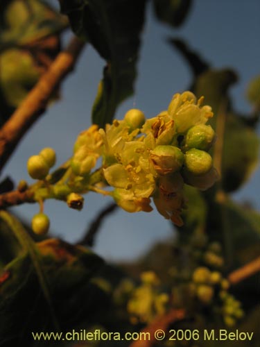 Image of Schinus latifolius (Molle). Click to enlarge parts of image.