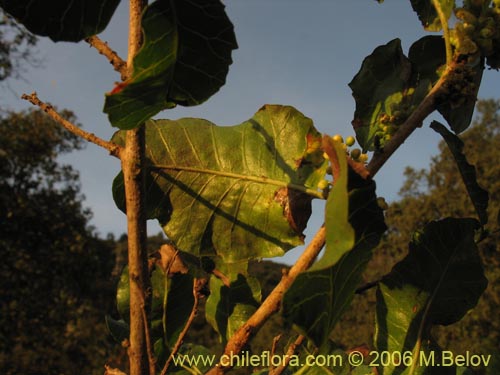 Bild von Schinus latifolius (Molle). Klicken Sie, um den Ausschnitt zu vergrössern.