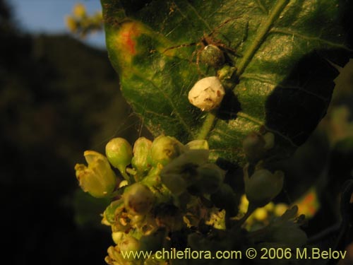 Image of Schinus latifolius (Molle). Click to enlarge parts of image.