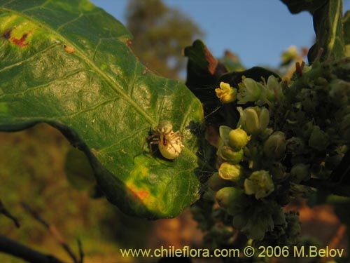 Image of Schinus latifolius (Molle). Click to enlarge parts of image.