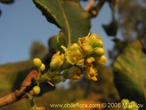 Imágen de Schinus latifolius (Molle). Haga un clic para aumentar parte de imágen.