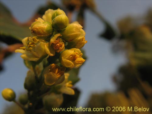 Image of Schinus latifolius (Molle). Click to enlarge parts of image.