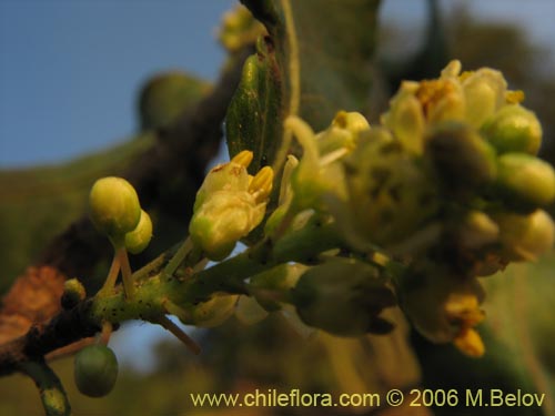 Image of Schinus latifolius (Molle). Click to enlarge parts of image.