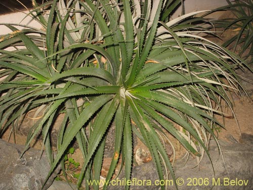 Image of Ochagavia lindleyana (). Click to enlarge parts of image.