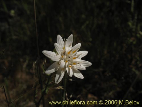 Leucheria sp. #1682의 사진