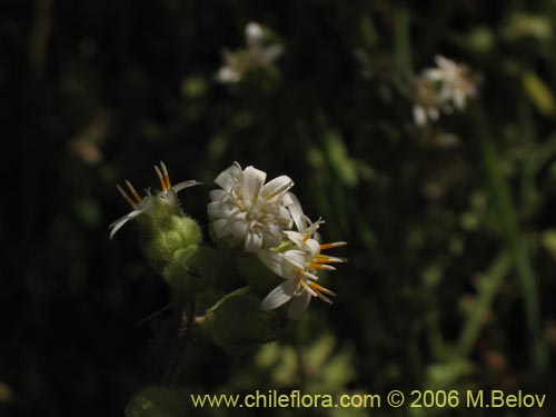 Imágen de Leucheria sp. #1682 (). Haga un clic para aumentar parte de imágen.