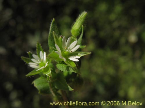 Imágen de Stellaria media (Quilloi-quilloi). Haga un clic para aumentar parte de imágen.