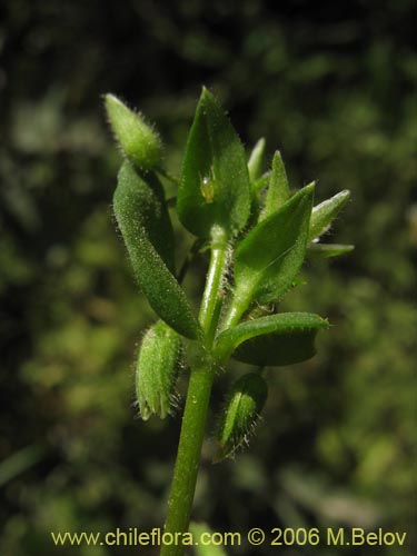 Imágen de Stellaria media (Quilloi-quilloi). Haga un clic para aumentar parte de imágen.