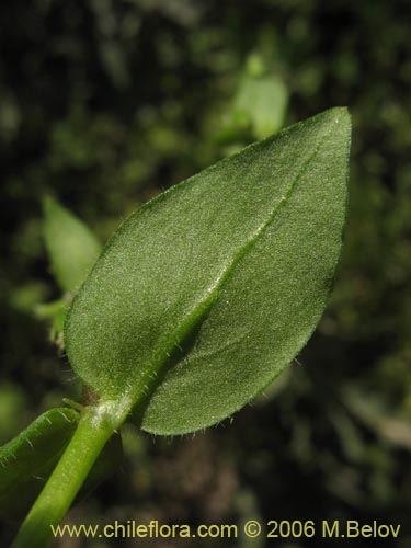 Imágen de Stellaria media (Quilloi-quilloi). Haga un clic para aumentar parte de imágen.