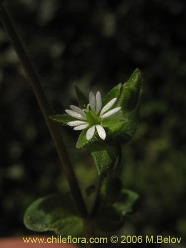 Фотография Stellaria media (Quilloi-quilloi). Щелкните, чтобы увеличить вырез.