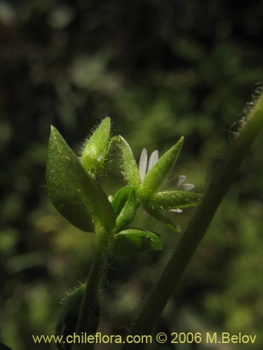 Stellaria media的照片