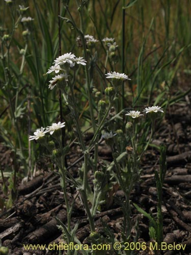 Imágen de Leucheria sp. #1621 (). Haga un clic para aumentar parte de imágen.