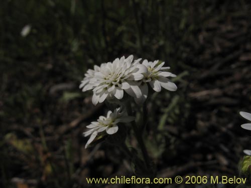 Leucheria sp. #1621의 사진