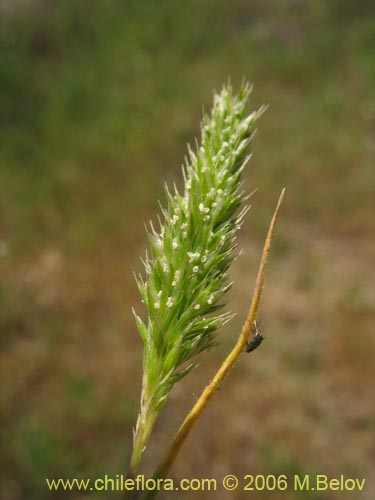 Poaceae sp. #1855の写真