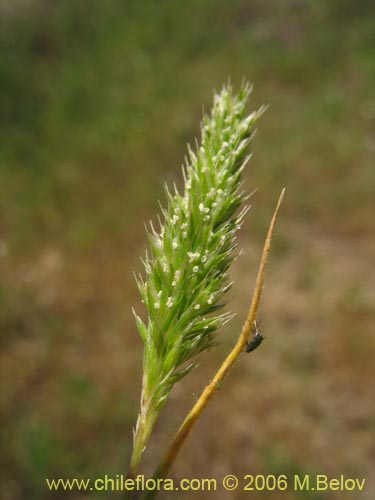 Bild von Poaceae sp. #1855 (). Klicken Sie, um den Ausschnitt zu vergrössern.