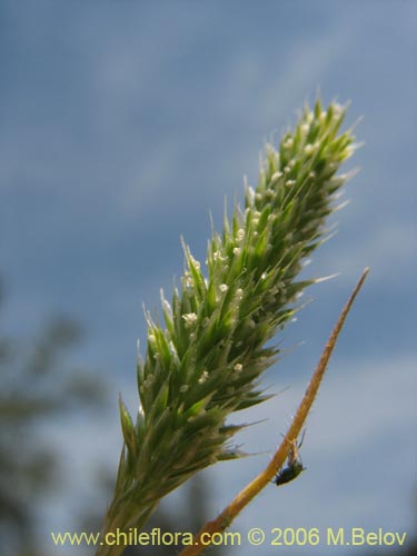 Poaceae sp. #1855の写真