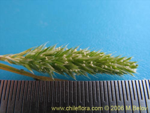 Poaceae sp. #1855의 사진