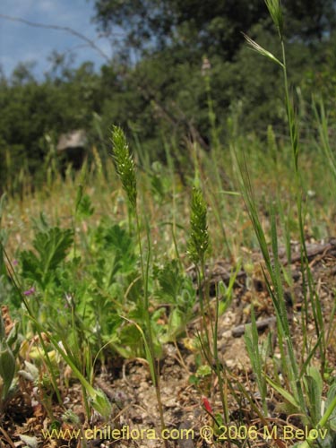 Poaceae sp. #1855의 사진