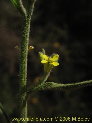 Imágen de Sisymbrium offcinale (Mostacilla). Haga un clic para aumentar parte de imágen.