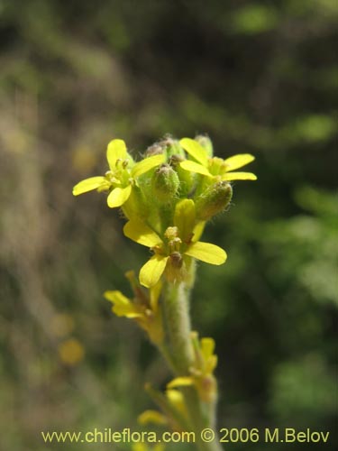 Imágen de Sisymbrium offcinale (Mostacilla). Haga un clic para aumentar parte de imágen.