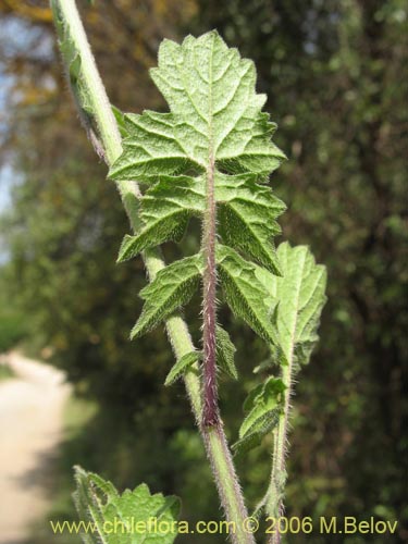 Imágen de Sisymbrium offcinale (Mostacilla). Haga un clic para aumentar parte de imágen.