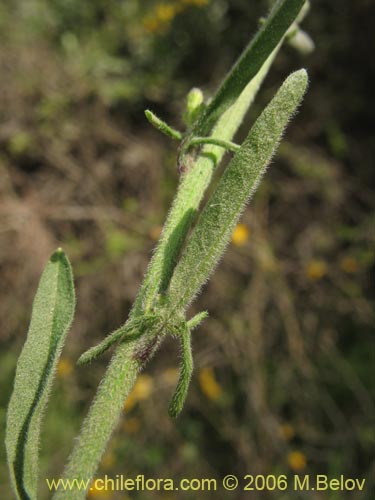 Imágen de Sisymbrium offcinale (Mostacilla). Haga un clic para aumentar parte de imágen.