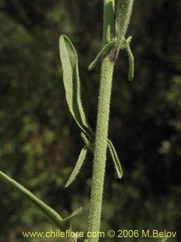 Imágen de Sisymbrium offcinale (Mostacilla). Haga un clic para aumentar parte de imágen.