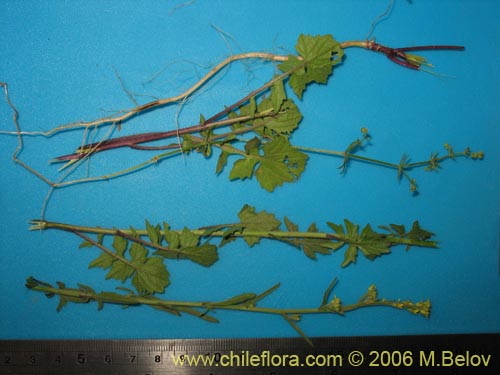 Imágen de Sisymbrium offcinale (Mostacilla). Haga un clic para aumentar parte de imágen.