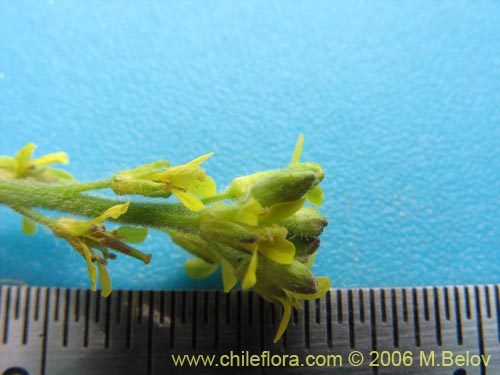 Imágen de Sisymbrium offcinale (Mostacilla). Haga un clic para aumentar parte de imágen.