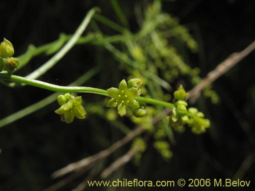 Image of Dioscorea saxatilis (Jabón del monte). Click to enlarge parts of image.