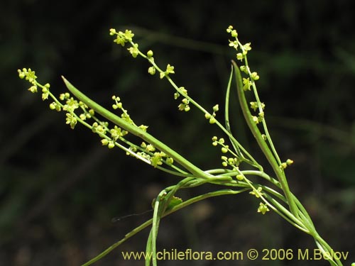 Image of Dioscorea saxatilis (Jabón del monte). Click to enlarge parts of image.