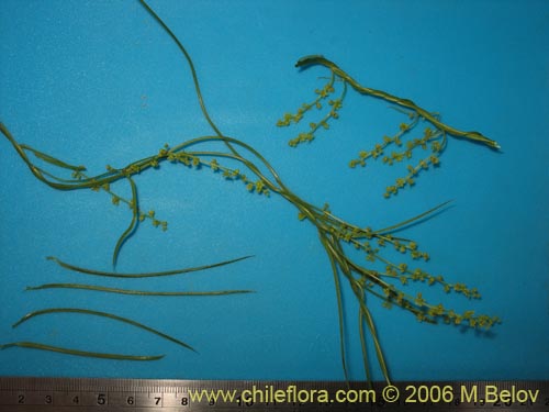 Image of Dioscorea saxatilis (Jabón del monte). Click to enlarge parts of image.